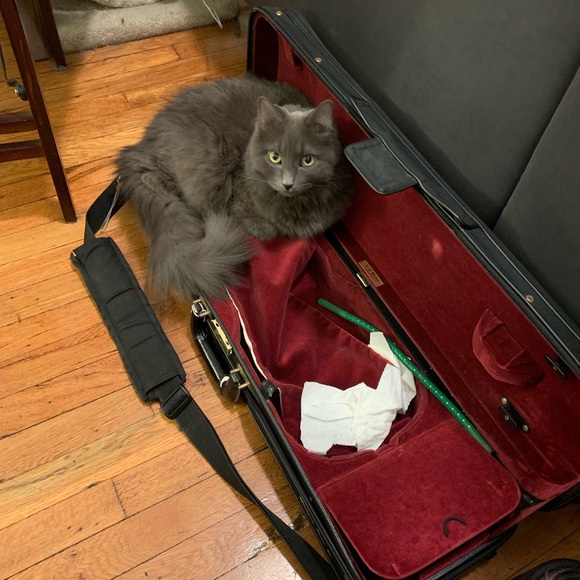 Meet your Posher, Ariel - Picture 2 of 3